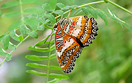 Red Lacewing (Cethosia cydippe)